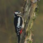 Woodpecker