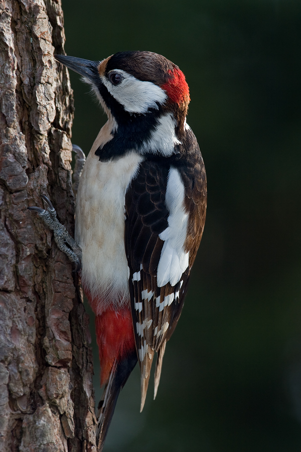 woodpecker at work