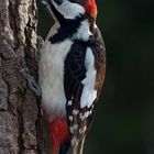 woodpecker at work
