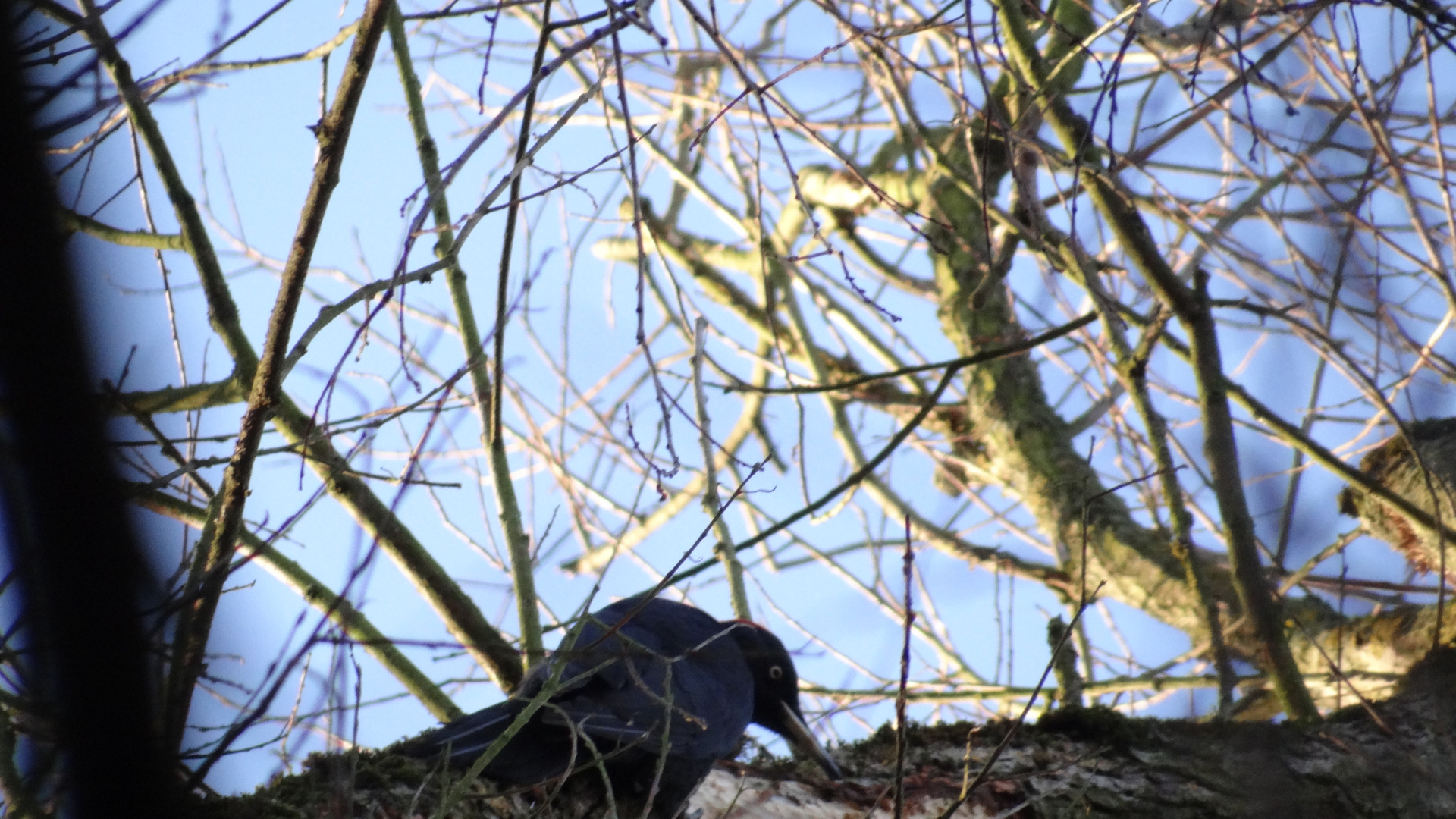 Woodpecker at work