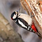 woodpecker