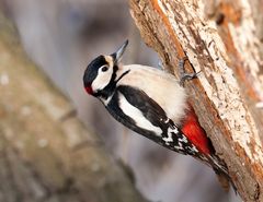 woodpecker