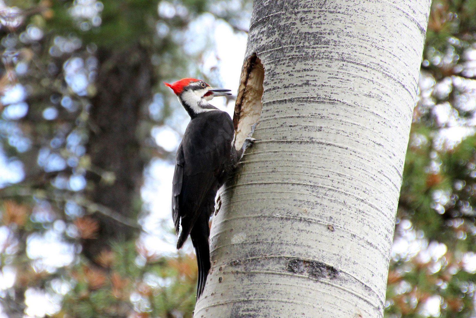 Woodpecker