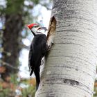 Woodpecker