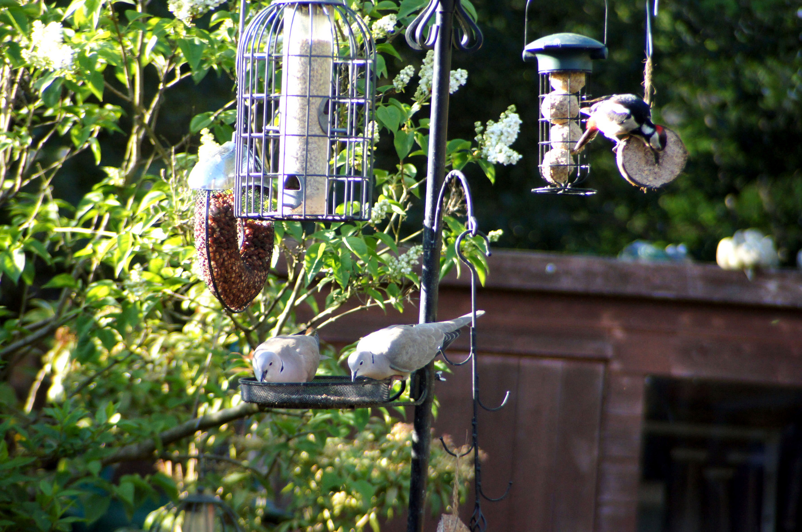 Woodpecker & Collard Doves Feeding Together