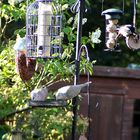 Woodpecker & Collard Doves Feeding Together