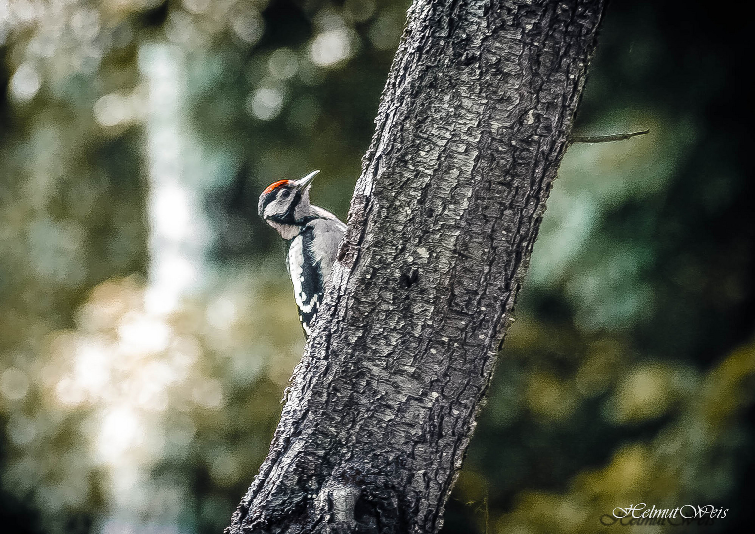 woodpecker