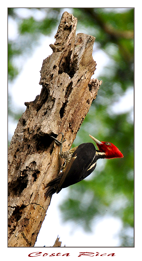 Woodpecker