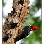 Woodpecker