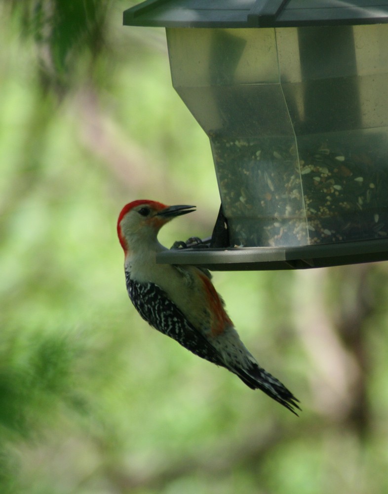 woodpecker