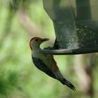 woodpecker