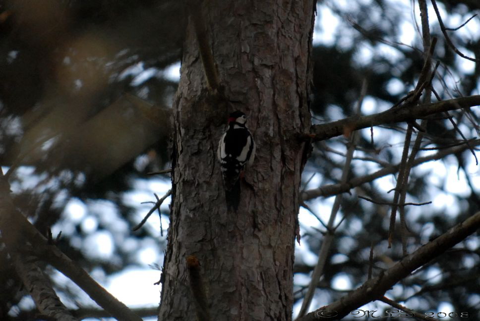 Woodpecker