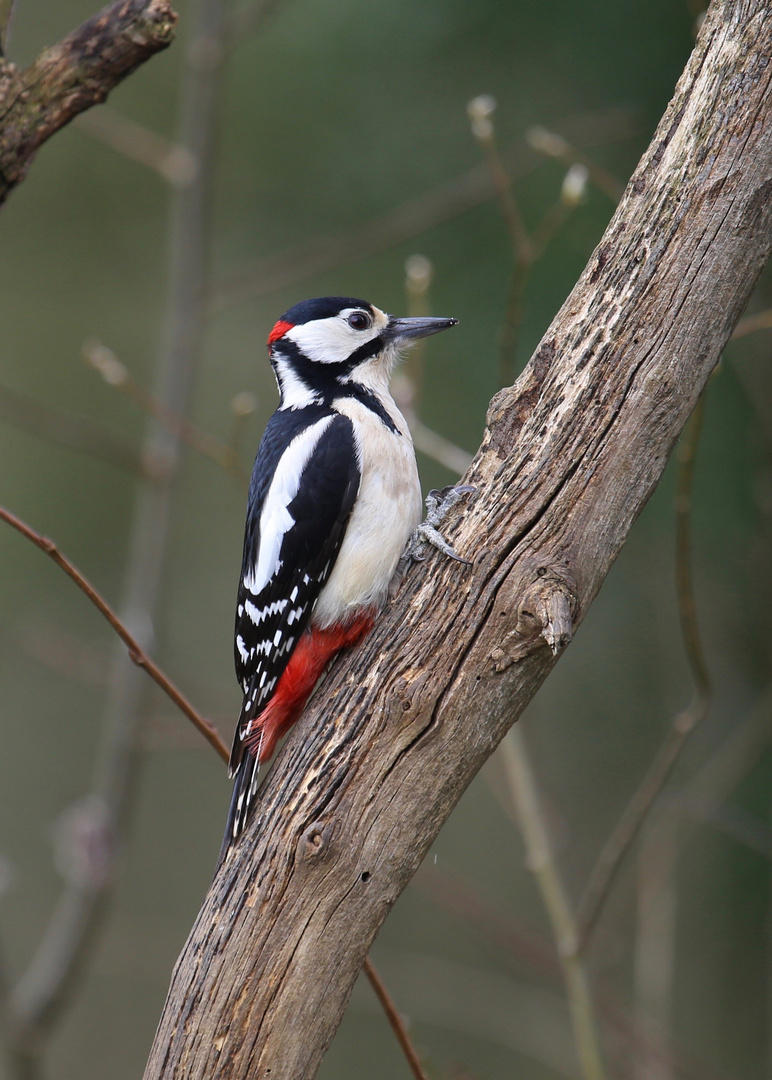 Woodpecker