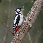 Woodpecker