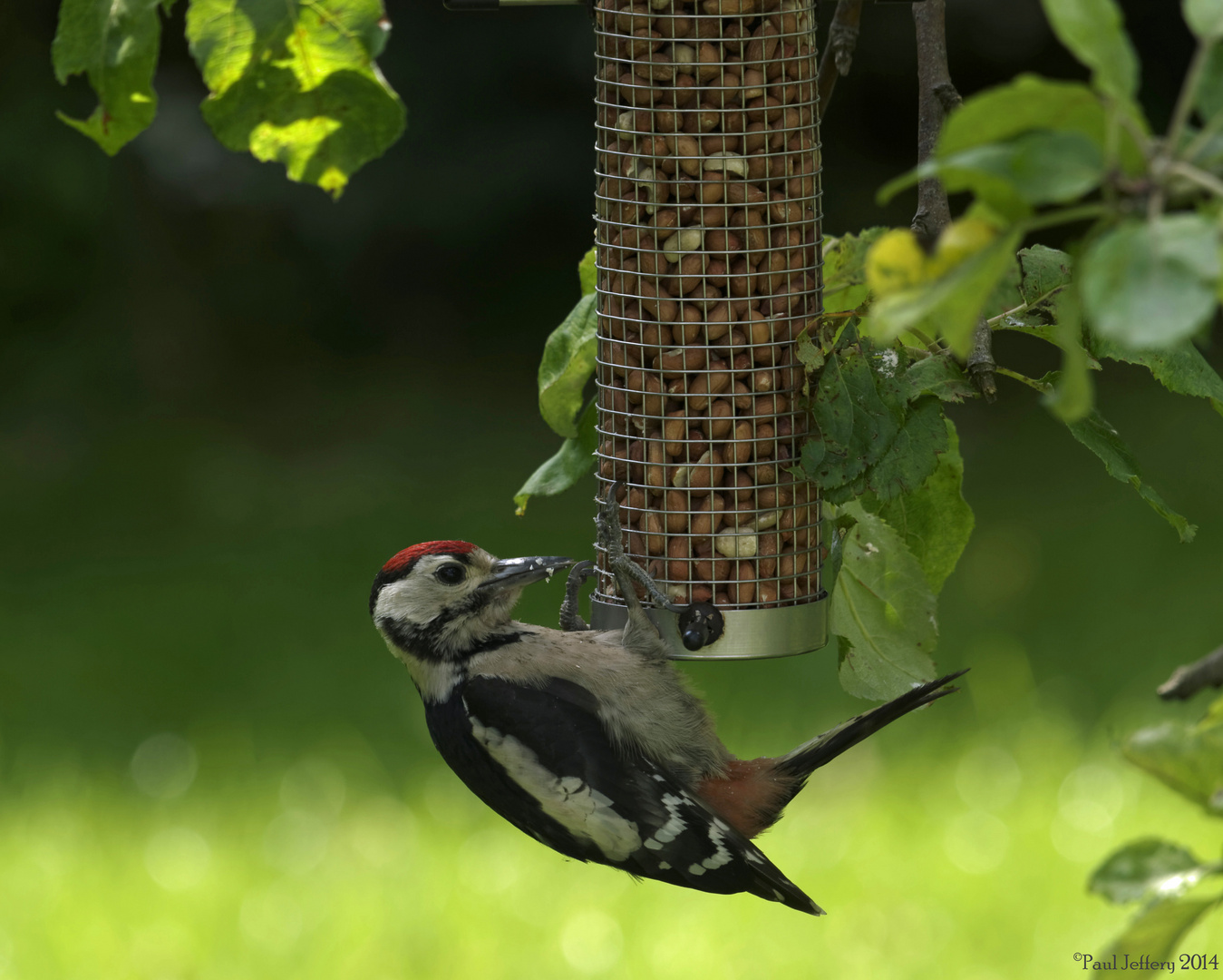 Woodpecker