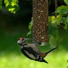 Woodpecker