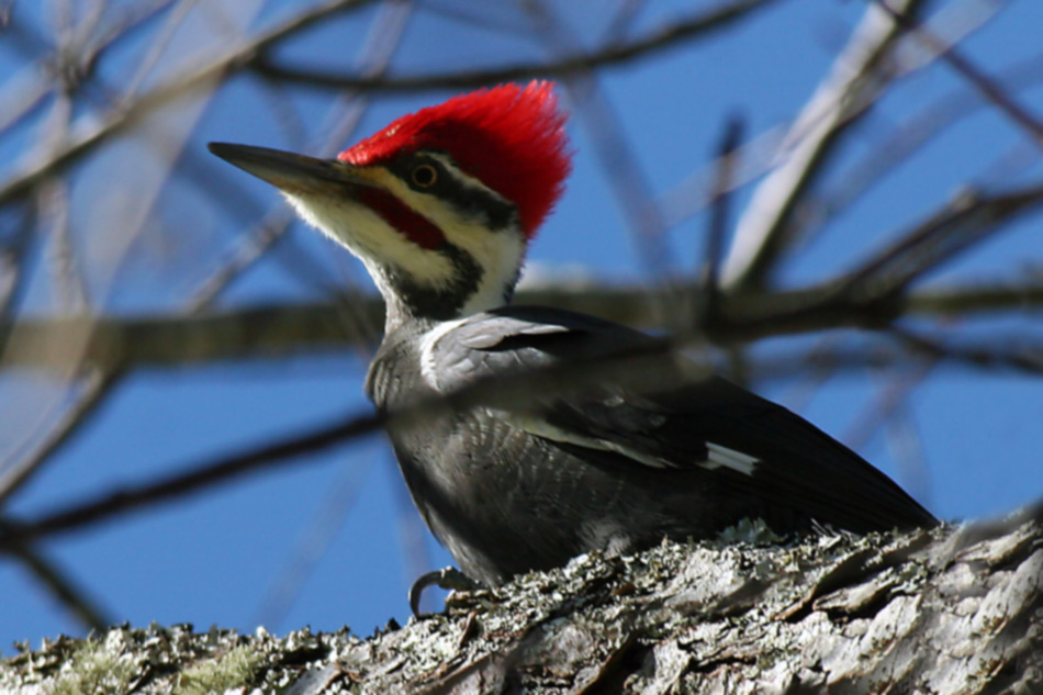 Woodpecker