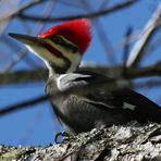 Woodpecker