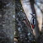 Woodpecker