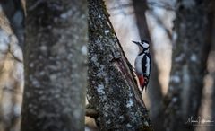 Woodpecker