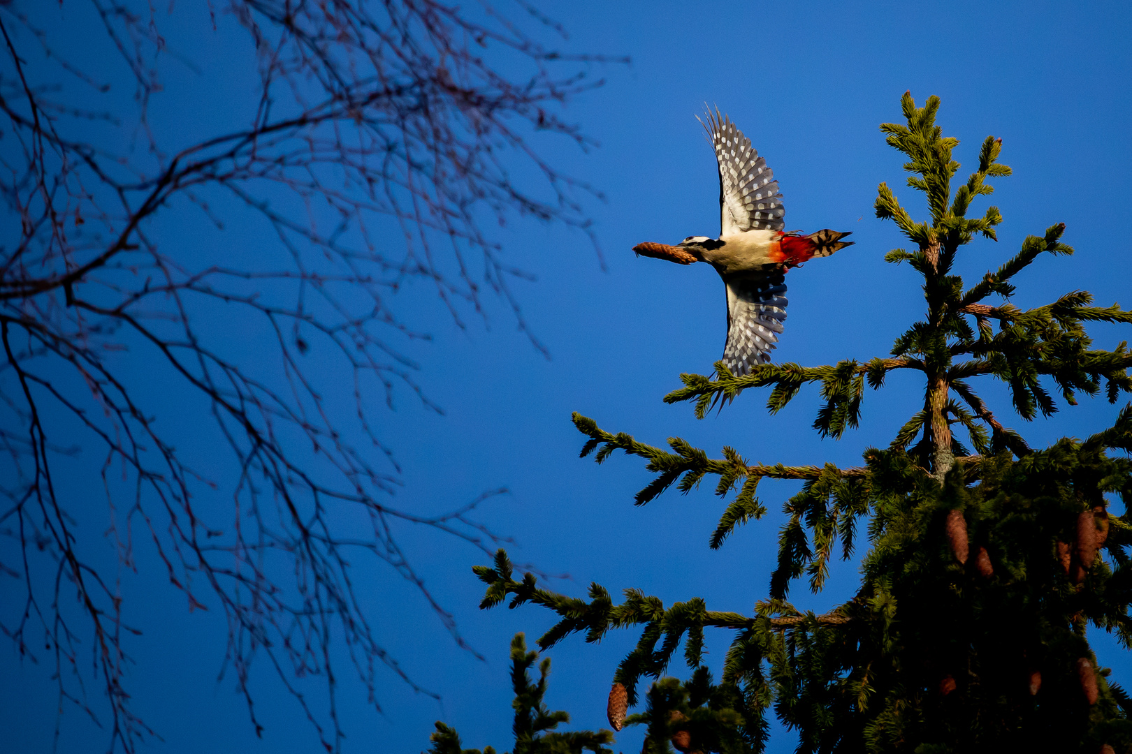 Woodpecker getting lunch