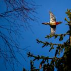 Woodpecker getting lunch