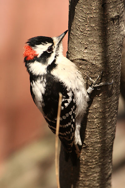 Woodpecker in Canada