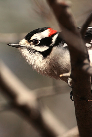 Woodpecker in Toronto