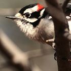 Woodpecker in Toronto