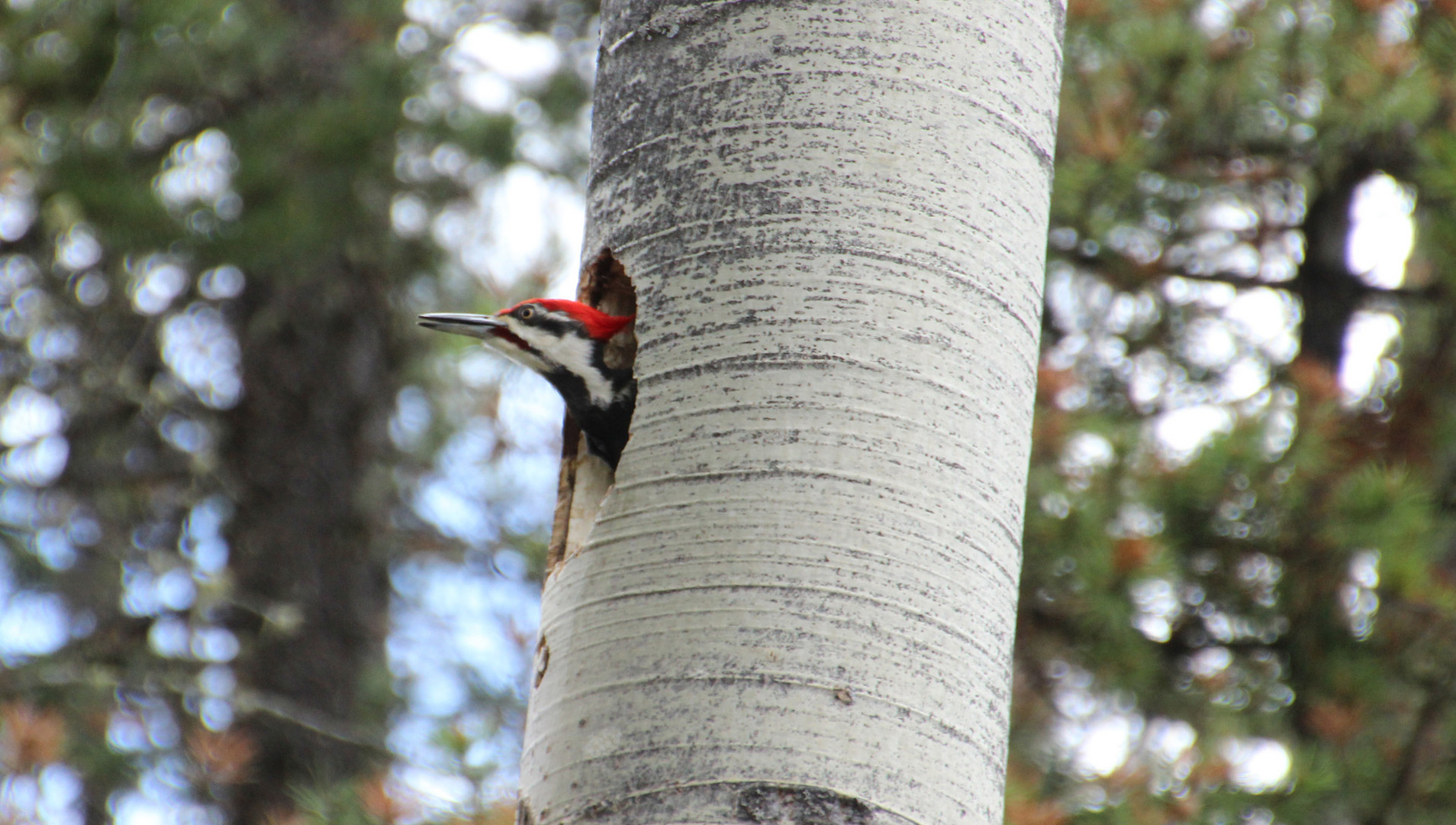 Woodpecker - mal schauen was draussen so abgeht