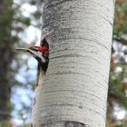 Woodpecker - mal schauen was draussen so abgeht