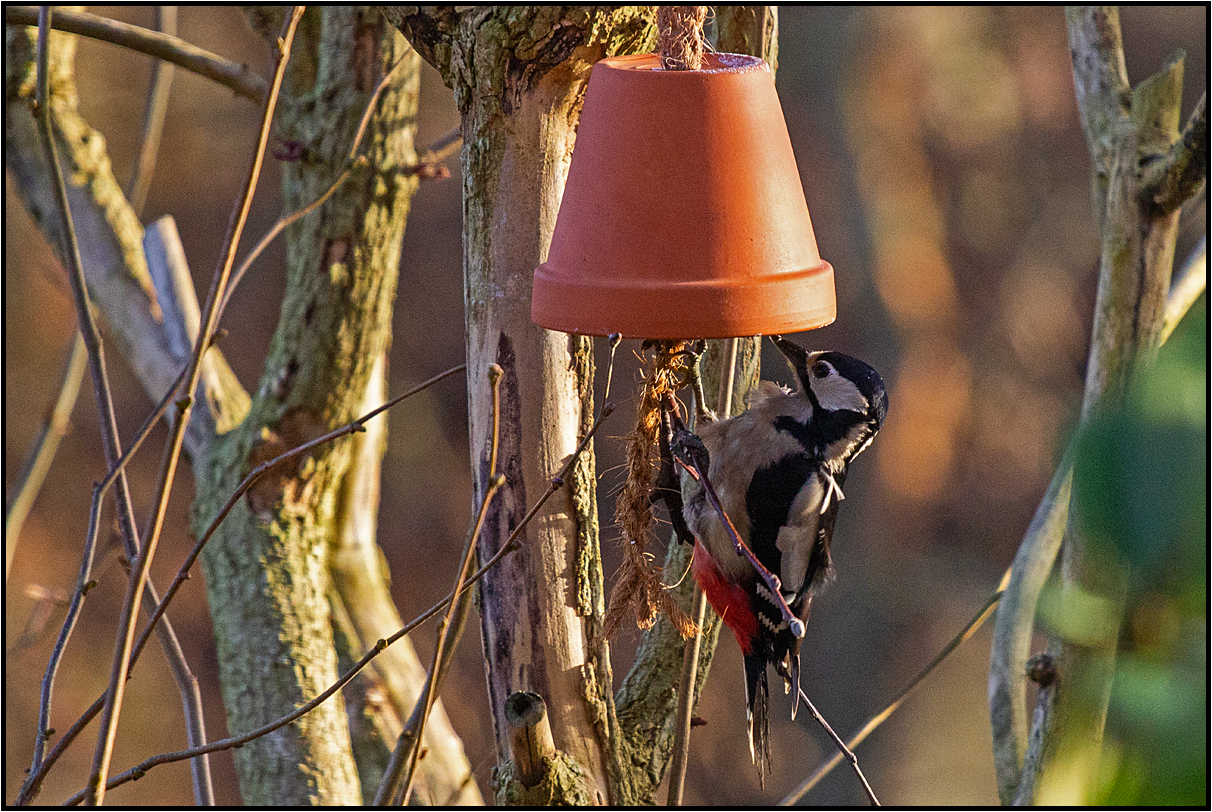 woodpecker, my neighbor