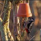 woodpecker, my neighbor