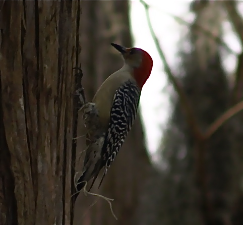 Woodpecker spotted at Lake Lizzie Florida