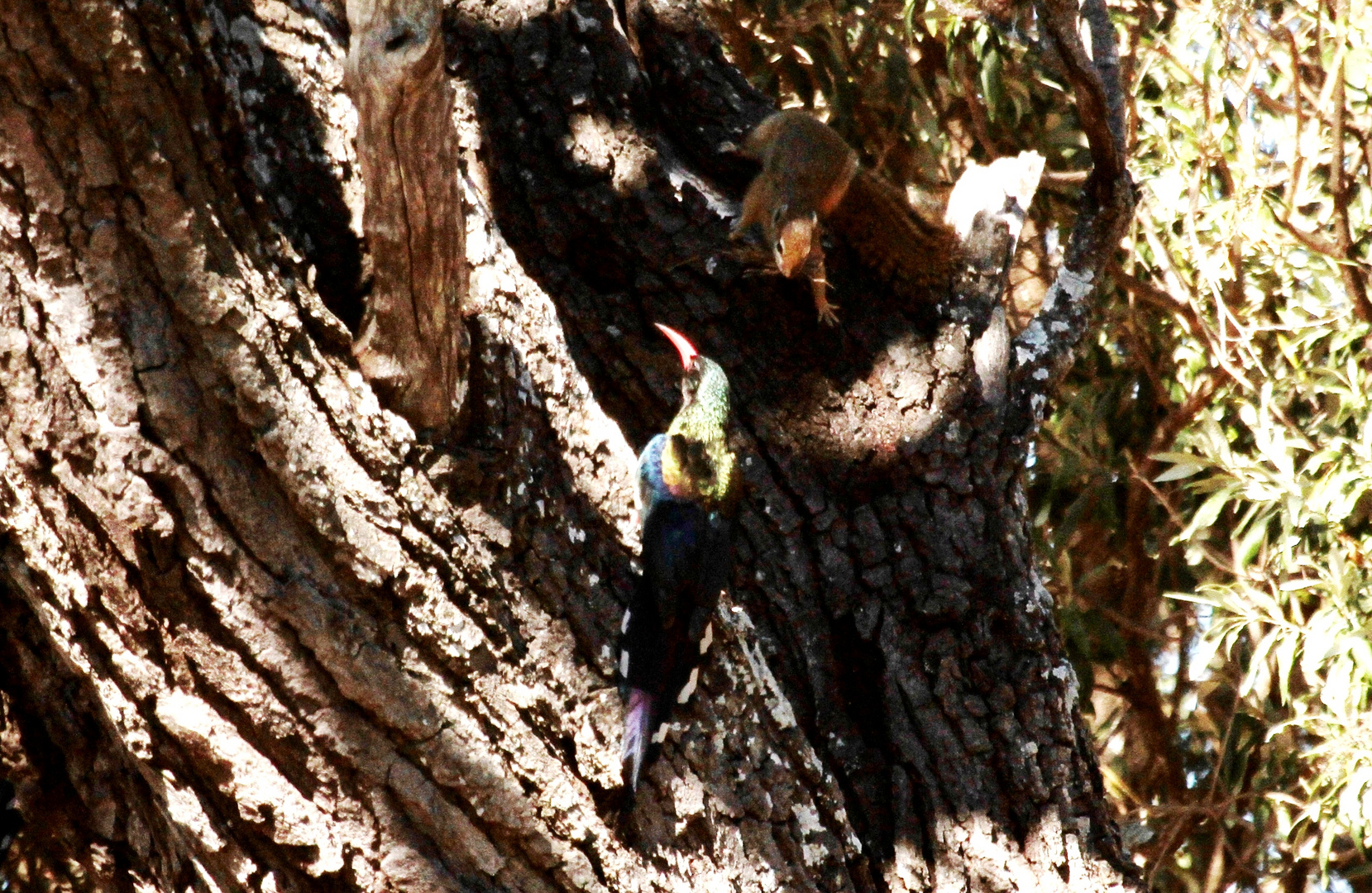 Woodpecker & Squirrel A