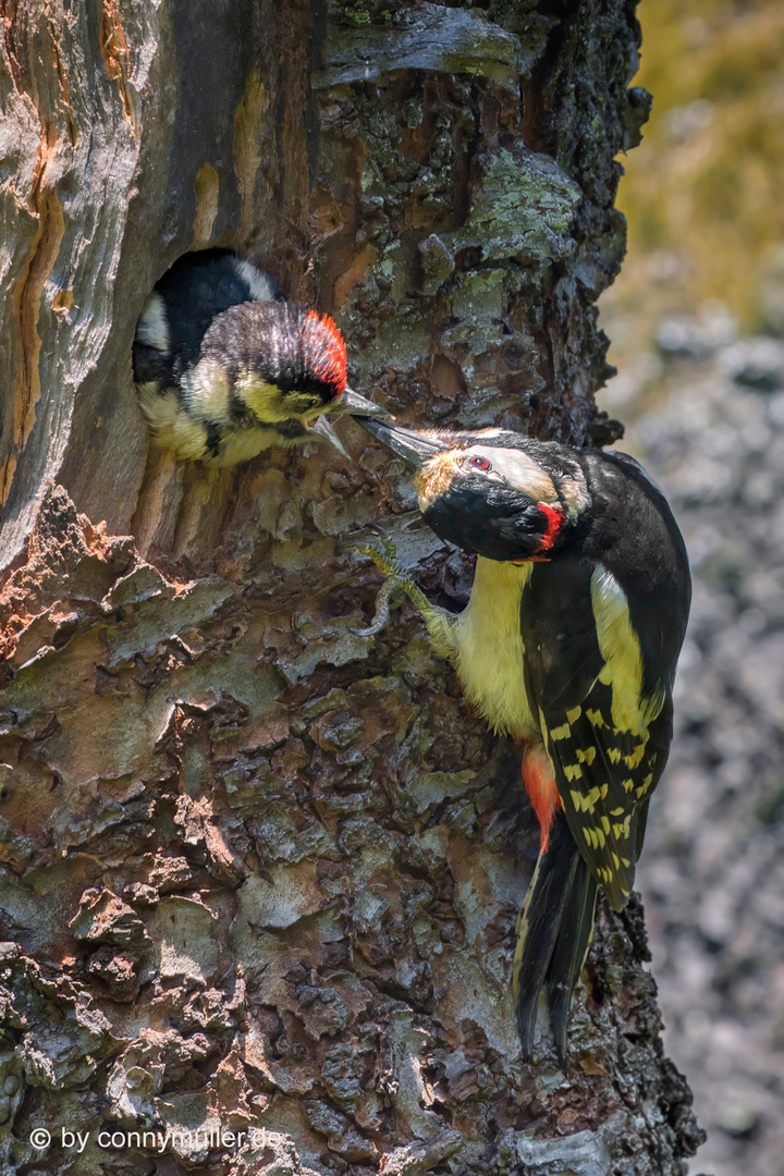 Woodpeckers Feeding