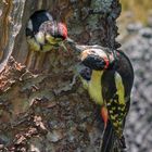 Woodpeckers Feeding