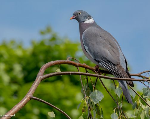 Woodpigeon (columba palumbus)