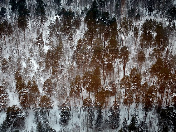 Woods