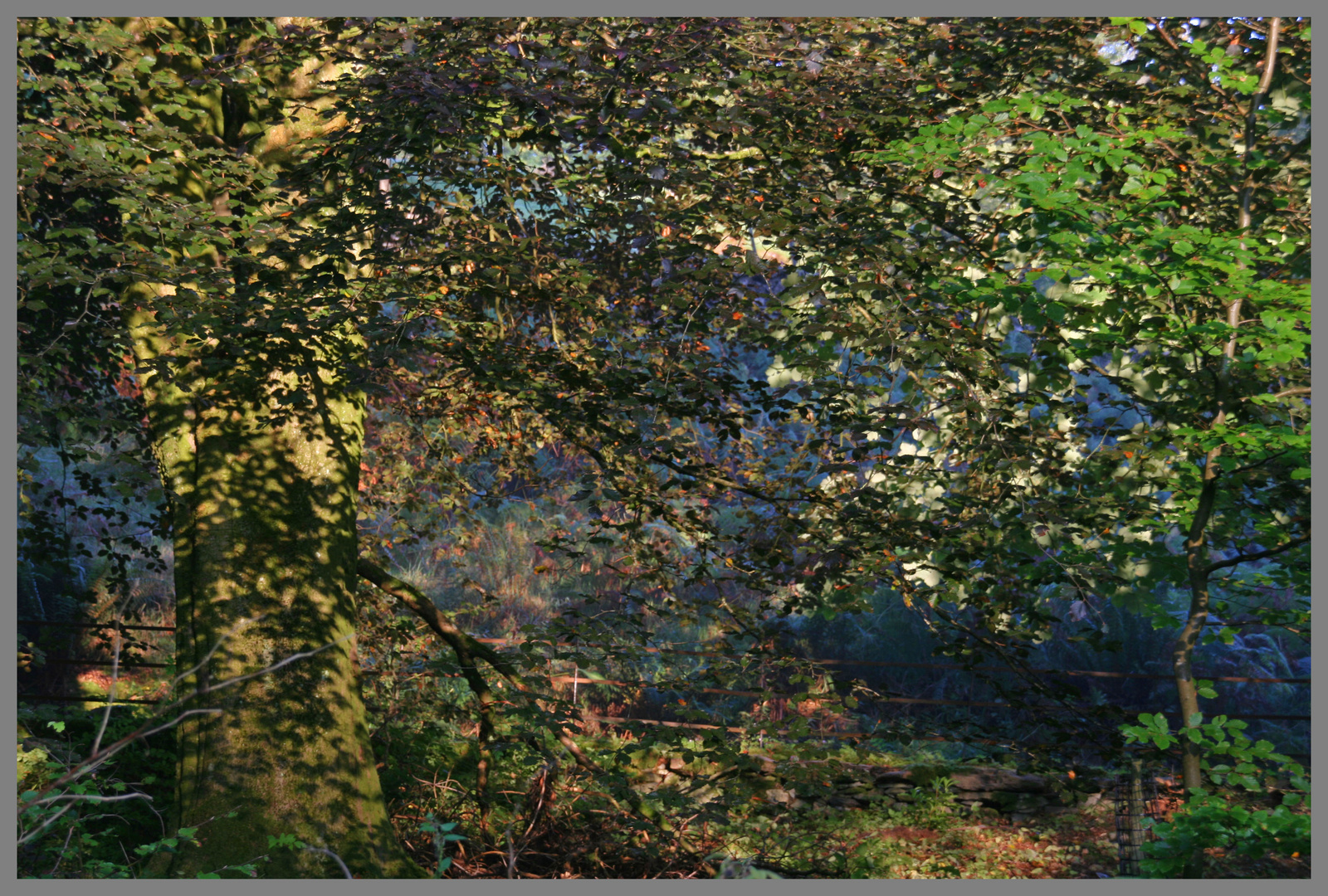 woods above grasmere in the lake District