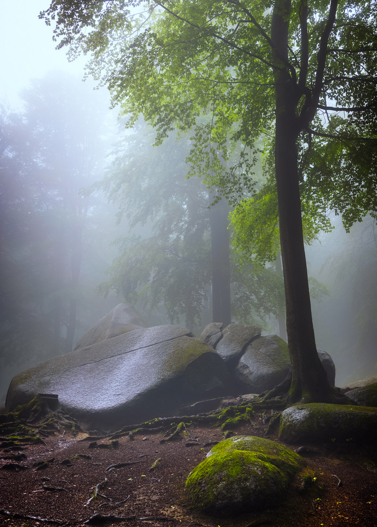 Woods and Rocks