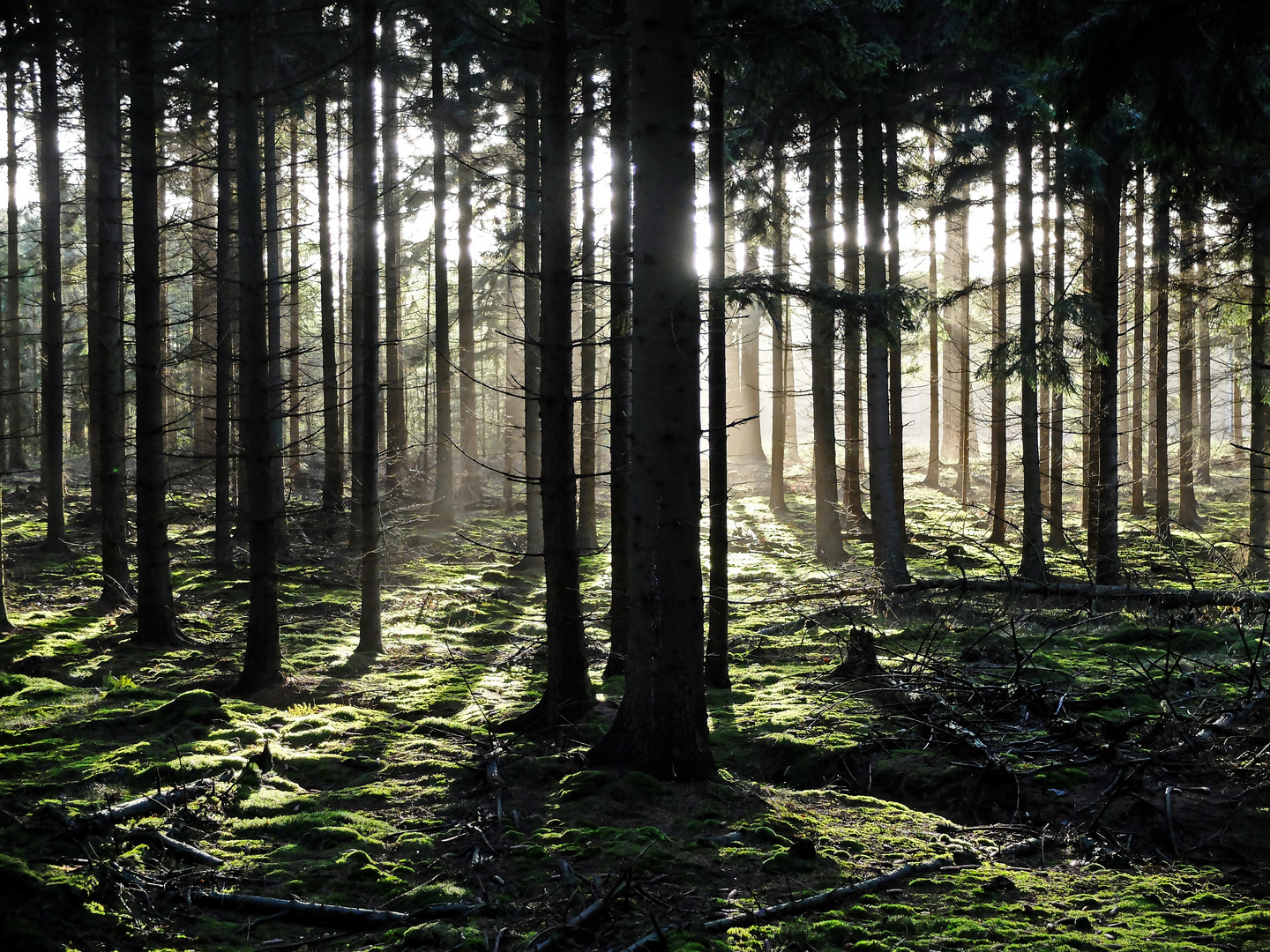 Woods in the Pijnenburg Estate