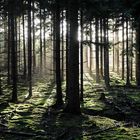 Woods in the Pijnenburg Estate