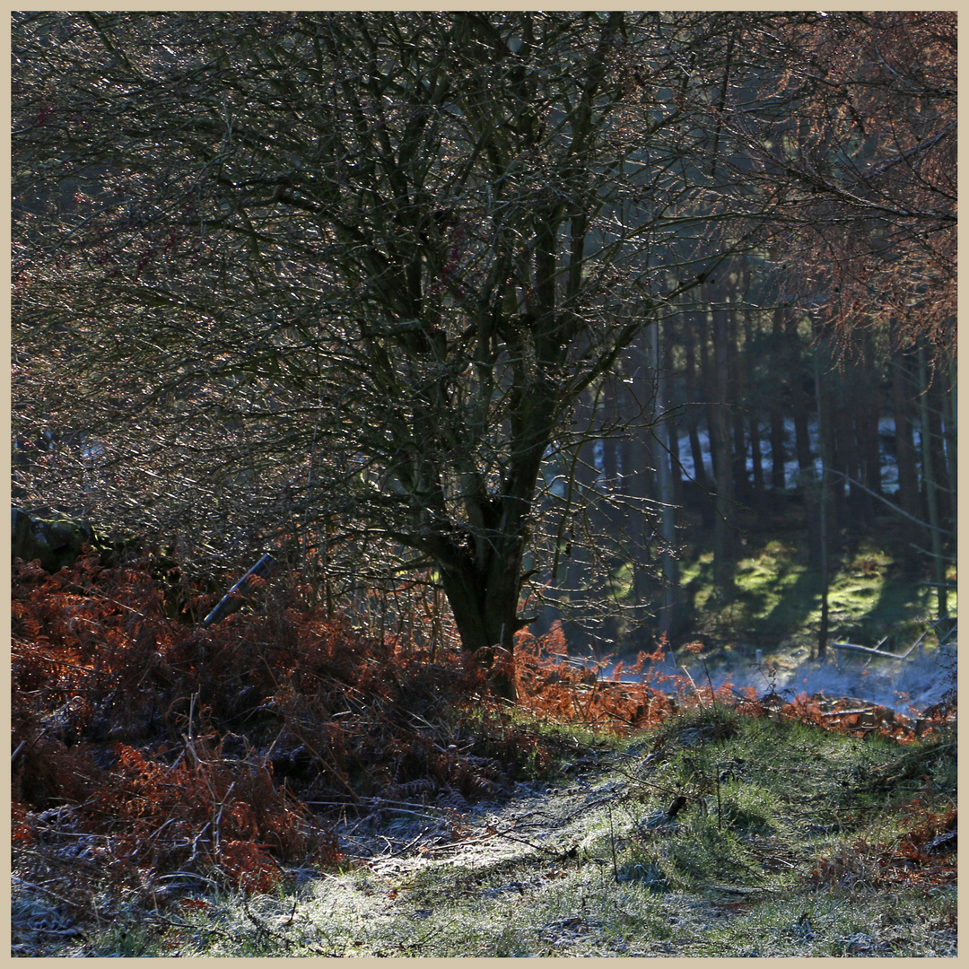 woods near belford 2