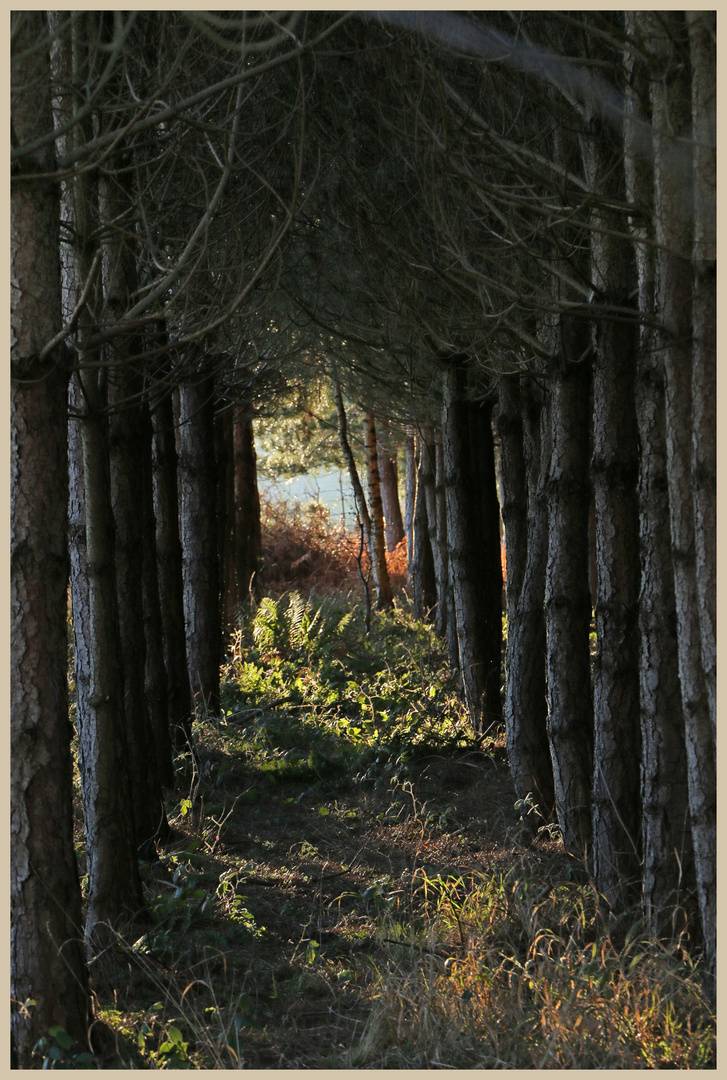 woods near craggyhall 2