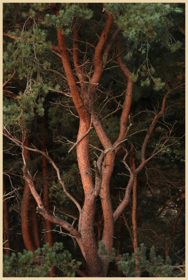 woods near crookhouse 2