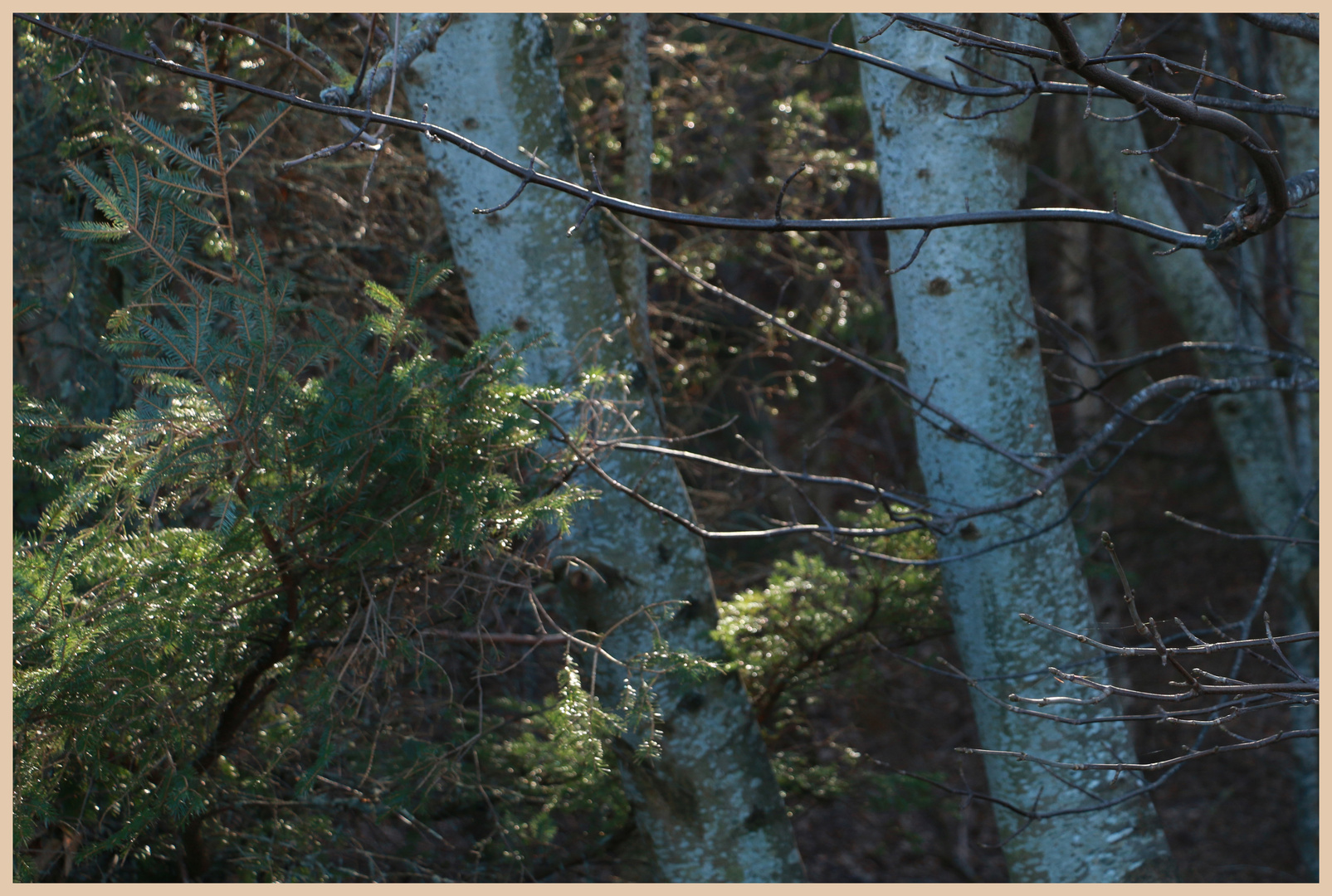 woods near crookhouse