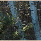 woods near crookhouse