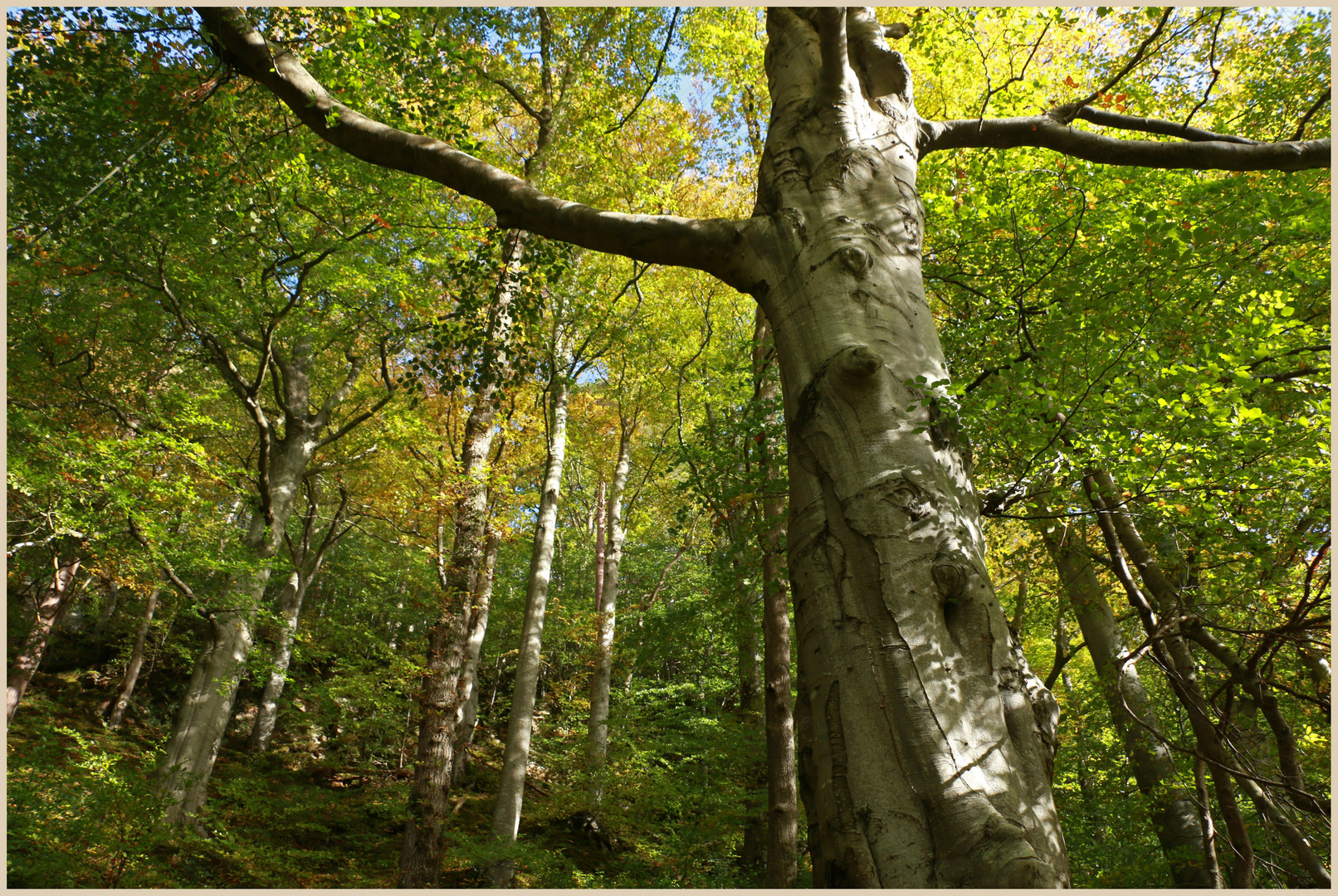 woods near cupola bridge