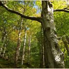 woods near cupola bridge